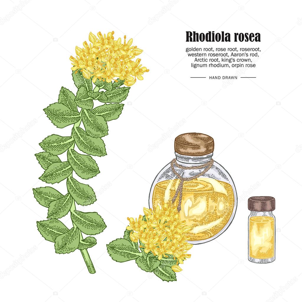 Rhodiola rosea branch and glass bottle isolated on white background. Medical and cosmetic herbs. Vector illustration hand drawn.