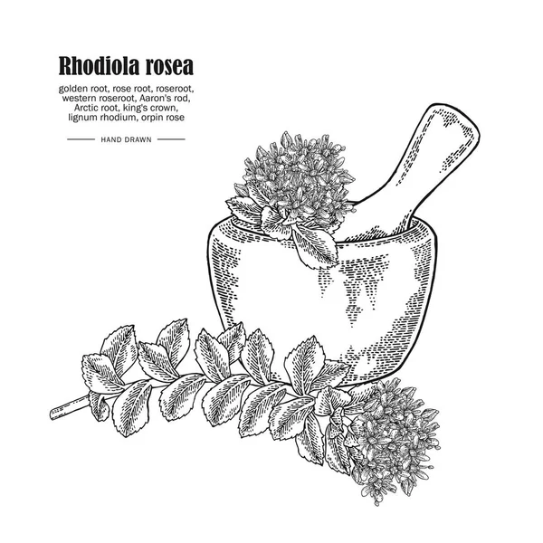 Rhodiola rosea tak en houten kom geïsoleerd op witte achtergrond. Medische en cosmetische kruiden. Vector illustratie hand getrokken. — Stockvector