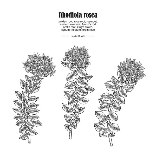 Rhodiola rosea vagy arany gyökérág elszigetelt fehér alapon. Gyógyászati és kozmetikai gyógynövények. Botanikai vektor illusztráció. — Stock Vector