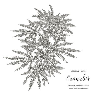 Esrar sativa veya kenevir indica bitki. Marihuana yaprakları ve tohumları. Tıbbi otlar. Botanik vektör illüstrasyon.