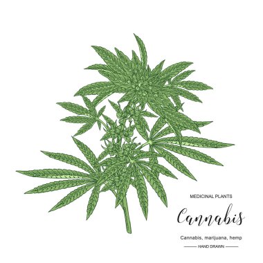 Esrar sativa veya kenevir indica bitki. Marihuana yaprakları ve tohumları. Tıbbi ve kozmetik otlar. Botanik vektör illüstrasyon.