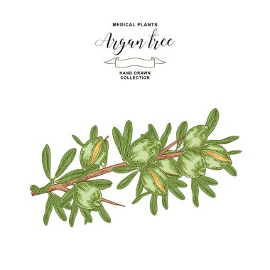 Argan ağacı, meyveli argania dalı. Tıbbi ve kozmetik tesisi. Vektör illüstrasyon el çizilmiş.