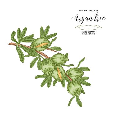 Argan ağacı, meyveli argania dalı. Tıbbi ve kozmetik tesisi. Vektör illüstrasyon el çizilmiş.