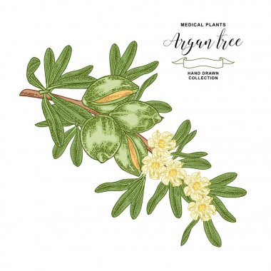Argan ağacı, meyve ve çiçeklerile argania dalı. Tıbbi ve kozmetik tesisi. Vektör illüstrasyon el çizilmiş.