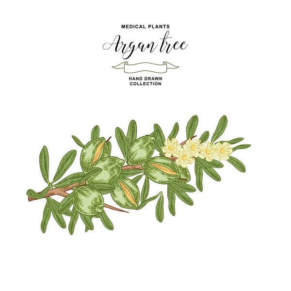 Argan, ramo di argania con frutti e fiori. Impianto medico e cosmetico. Illustrazione vettoriale disegnata a mano . — Vettoriale Stock