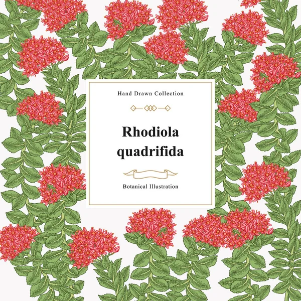 Родіола холодної рослини. Лікувальні та косметичні трави. Ботанічна Векторна ілюстрація. — стоковий вектор