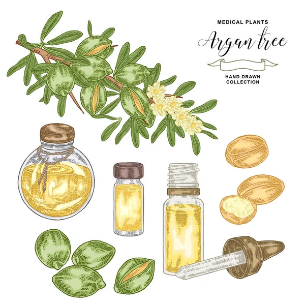 Arganier, branche d'argania avec noix et fleurs. Plantes médicinales et cosmétiques. Illustration vectorielle dessinée main . — Image vectorielle