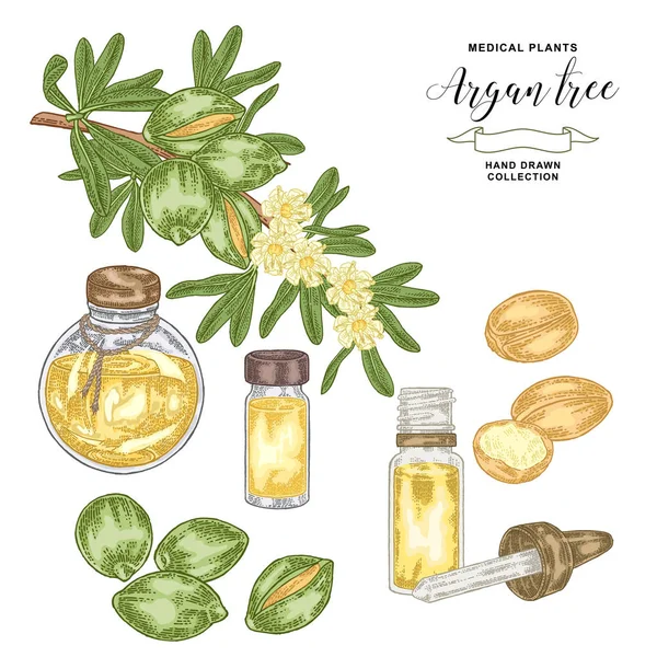 Argan, ramo di argania con noci e fiori. Impianto medico e cosmetico. Illustrazione vettoriale disegnata a mano . — Vettoriale Stock