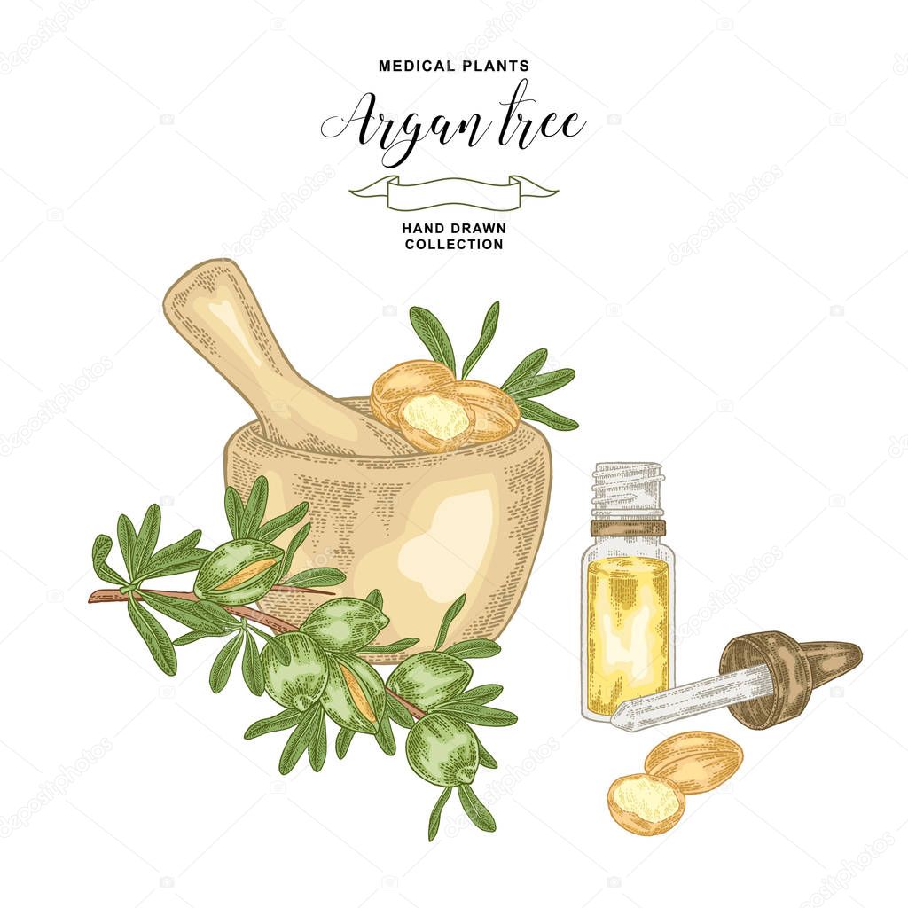 Argan tree, argania spinosa branch with wooden bowl and glass bottle of oil. Nuts and flowers. Medicinal plant. Vector illustration hand drawn.
