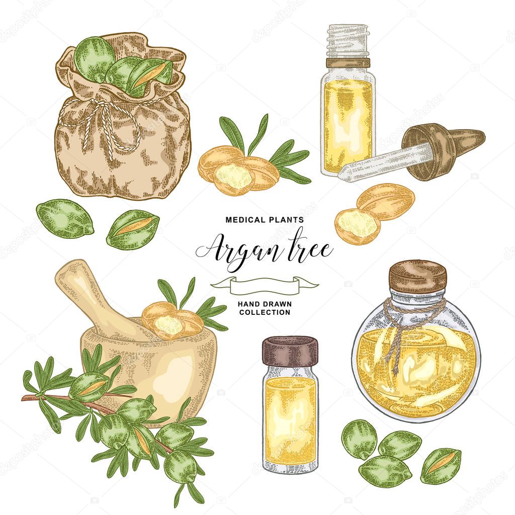 Argan tree, argania spinosa set. Nuts, leaves, wooden bowl, glass bottles and bag. Medicinal plant. Vector illustration hand drawn.