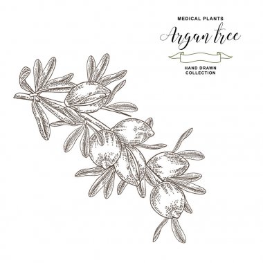 Argan ağacı, fındık ve yaprakları ile argania spinosa dalı. Tıbbi ve kozmetik tesisleri. Vektör illüstrasyon oyulmuş.