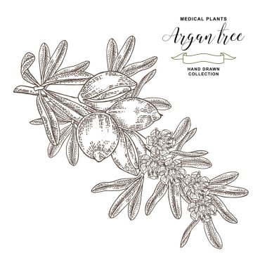 Argan ağacı, fındık ve çiçek ile argania spinosa dalı. Tıbbi ve kozmetik tesisleri. Vektör illüstrasyon oyulmuş.