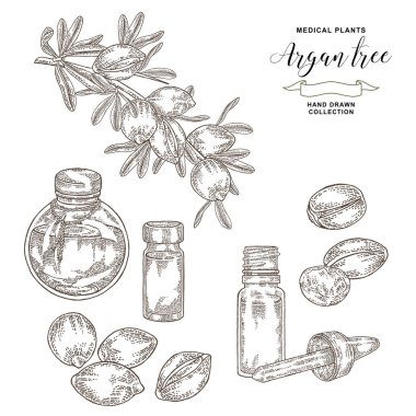 Argan ağacı, fındık ve çiçek ile argania spinosa dalı. Cam şişe yağ. Tıbbi ve kozmetik tesisleri. Vektör illüstrasyon oyulmuş.