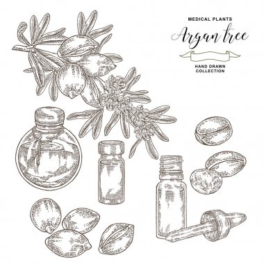 Argan ağacı, fındık ve yağ cam şişe ile argania spinosa dalı. Tıbbi ve kozmetik tesisleri. Vektör illüstrasyon oyulmuş.