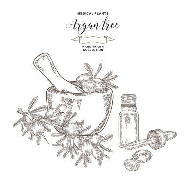 Argan ağacı, argania spinosa fındık, yaprakları, ahşap kase ve yağ cam şişe. Tıbbi ve kozmetik tesisleri. Vektör illüstrasyon oyulmuş.