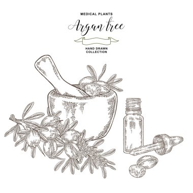 Argan ağacı, argania spinosa fındık, yaprakları, ahşap kase ve yağ cam şişe. Tıbbi bitkiler. Vektör illüstrasyon oyulmuş.