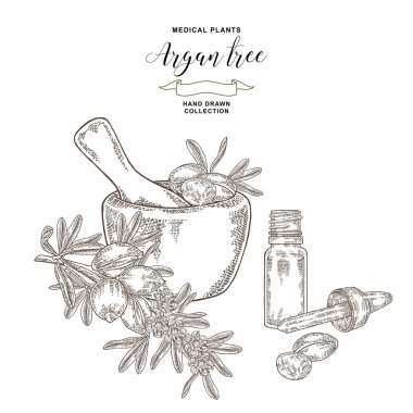 Argan ağacı, argania spinosa fındık, ahşap kase ve yağ cam şişe. Tıbbi ve kozmetik tesisleri. Vektör illüstrasyon oyulmuş.