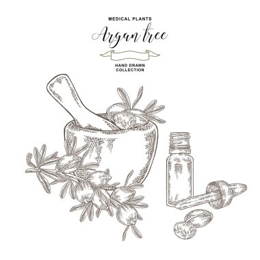 Argan ağacı, argania spinosa fındık, ahşap kase ve yağ cam şişe. Tıbbi ve kozmetik tesisleri. Vektör illüstrasyon oyulmuş.