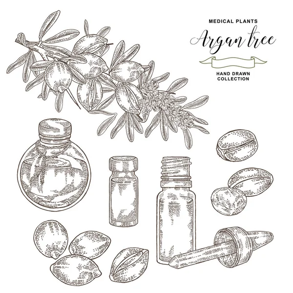 Árbol de argán, rama de argania spinosa con frutos secos y botellas de vidrio de aceite. Plantas médicas y cosméticas. Ilustración vectorial grabado . — Vector de stock