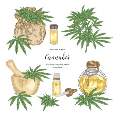 Esrar sativa veya kenevir indica bitki. Marihuana yaprakları ve tohumları ayarlanır. Tıbbi ve kozmetik otlar. Botanik vektör illüstrasyon.