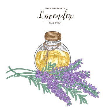Uçucu yağ cam şişe ile Lavanta çiçekleri. Tıbbi bitkiler el çizilmiş. Vektör botanik illüstrasyon.