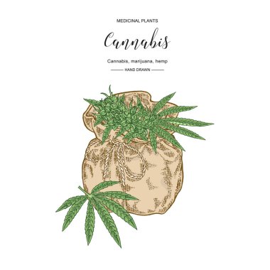 Esrar sativa veya kenevir indica bitki. Marihuana yaprakları ve tohumları. Tıbbi ve kozmetik otlar. Botanik vektör illüstrasyon.