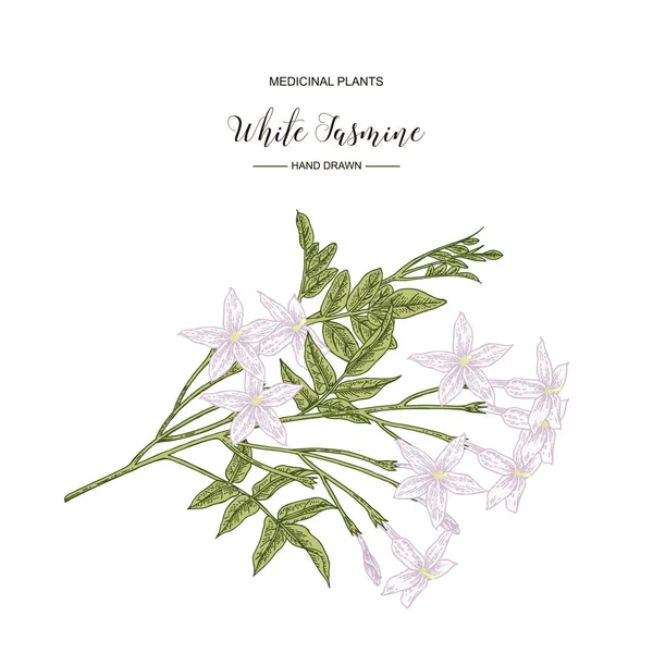 Biały jaśmin. JASMINUM officinale kwiaty i liście izolowane na białym tle. Rośliny medyczne rysowane ręcznie. Wektor botaniczny ilustracja. — Wektor stockowy