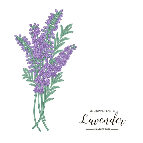 Flores de lavanda aisladas sobre fondo blanco. Plantas médicas dibujadas a mano. ilustración botánica vectorial . — Vector de stock