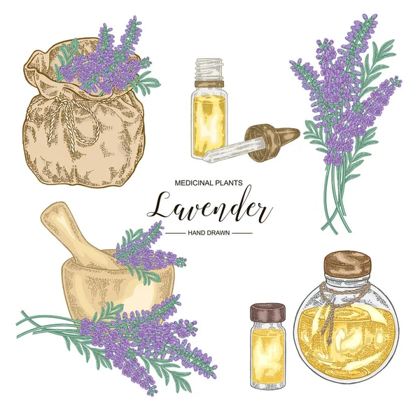 Set di piante di lavanda. Fiori di lavanda, malta, bottiglia di gless di olio essenziale e sacchetto. Erbe mediche disegnate a mano. Illustrazione botanica vettoriale . — Vettoriale Stock