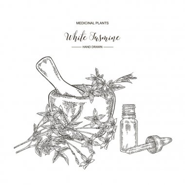 Beyaz yasemin. Jasminum officinale çiçek ve uçucu yağ cam şişe ile yaprakları. Tıbbi bitkiler el çizilmiş. Vektör illüstrasyon oyulmuş.