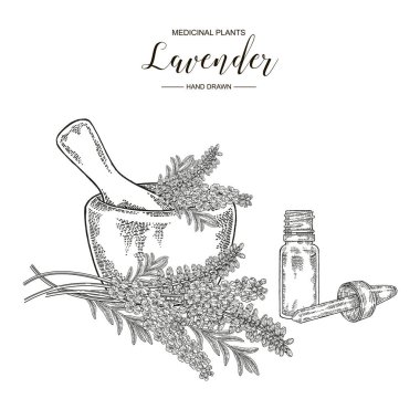 Lavanta bitkisi. Çiçek ve harç ve uçucu yağ cam şişe ile yaprakları. Tıbbi otlar el çizilmiş. Vektör botanik illüstrasyon. Gravür stili