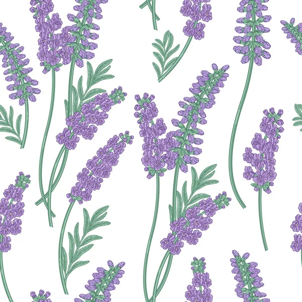 Flores de lavanda patrón sin costura. Colorida lavanda sobre fondo blanco. Ilustración vectorial vintage . — Vector de stock