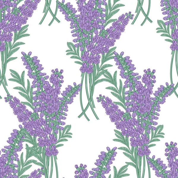 Lavendel bloemen naadloze patroon. Kleurrijke lavendel op witte achtergrond. Vector illustratie Vintage. — Stockvector
