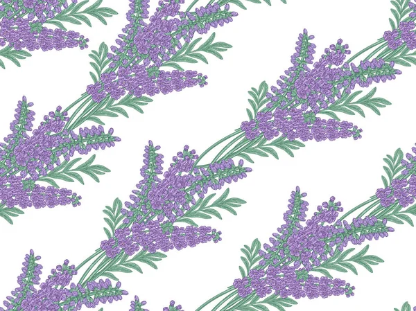 Flores de lavanda patrón sin costura. Colorida lavanda sobre fondo blanco. Ilustración vectorial vintage . — Vector de stock