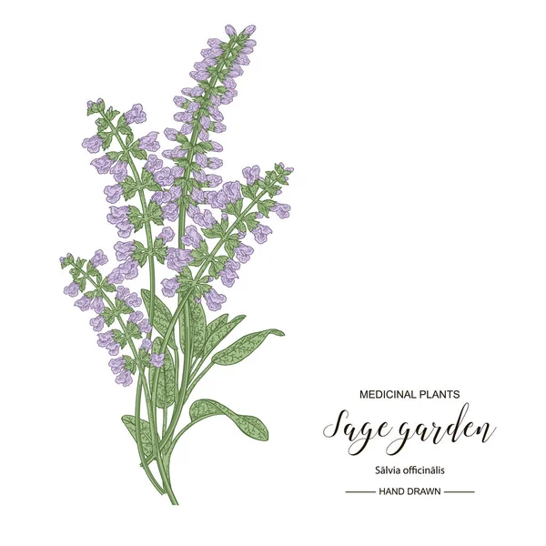 Salvia Trädgårdsblommor och löv isolerade på vit bakgrund. Medicinska anläggningar handritade. Vektor botanisk illustration. — Stock vektor