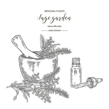 Adaçayı bahçe bitki, harç ve uçucu yağ cam şişe. Tıbbi otlar el çizilmiş. Vektör botanik illüstrasyon. Gravür stili.
