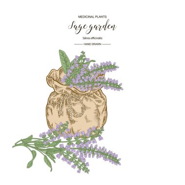 Adaçayı bahçe çiçekleri ve tekstil çantası ile yaprakları. Tıbbi bitkiler el çizilmiş. Vektör illüstrasyon vintage.