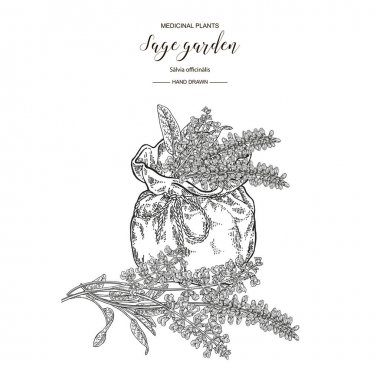 Adaçayı bahçe çiçekleri ve tekstil çantası ile yaprakları. Tıbbi otlar el çizilmiş. Vektör botanik illüstrasyon. Gravür stili.