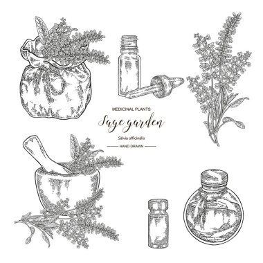 Adaçayı bahçesi, Salvia officinalis bitki seti. Çiçekler, adaçayı yaprakları. Tıbbi otlar el çizilmiş. Vektör botanik illüstrasyon. Gravür stili.
