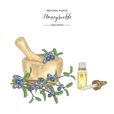 Olgun meyveler ivedi hanımeli dalı. Lonicera japonica. Tıbbi bitkiler el çizilmiş. Vektör botanik illüstrasyon. 