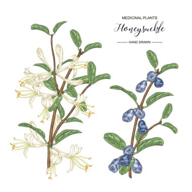 Çiçek ve olgun çilek ile Hanımeli dalı. Lonicera japonica. Tıbbi bitkiler el çizilmiş. Vektör botanik illüstrasyon. 