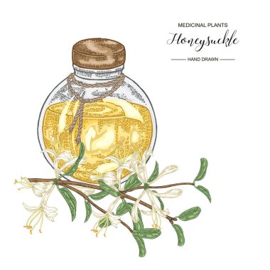 Çiçek ve yaprakları ile Hanımeli dalı. Lonicera japonica. Tıbbi bitkiler el çizilmiş. Vektör botanik illüstrasyon. 