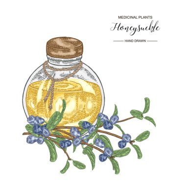 Olgun çilek ve cam şişe ile Hanımeli dalı. Lonicera japonica. Tıbbi bitkiler el çizilmiş. Vektör botanik illüstrasyon. 