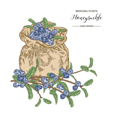 Olgun çilek ve tekstil torbası ile Hanımeli dalı. Lonicera japonica. Tıbbi bitkiler el çizilmiş. Vektör botanik illüstrasyon. 