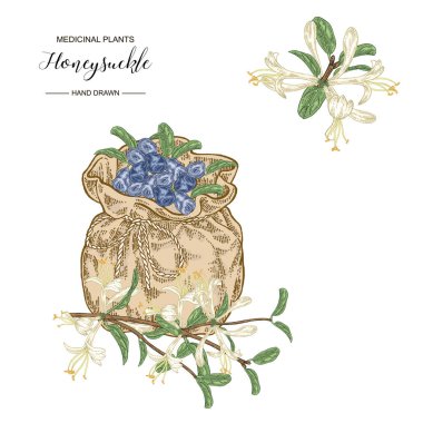 Hanımeli çiçekleri, olgun meyvelerve tekstil çantası. Lonicera japonica. Tıbbi bitkiler el çizilmiş. Vektör botanik illüstrasyon. 