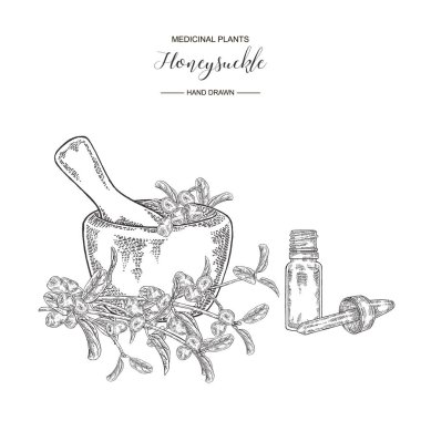 Hanımeli dalı olgun meyveleri ve ahşap harç. Lonicera japonica. Tıbbi bitkiler el çizilmiş. Vektör botanik illüstrasyon. Siyah beyaz grafik.