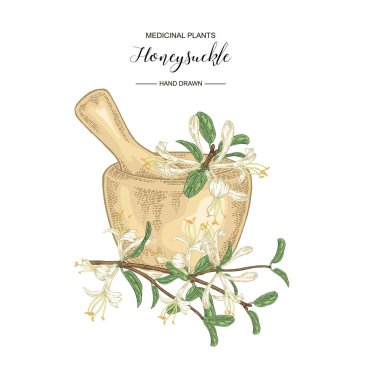 Çiçek ve yaprakları ile Hanımeli dalı. Lonicera japonica. Tıbbi bitkiler el çizilmiş. Vektör botanik illüstrasyon. 