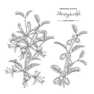 Çiçek ve olgun çilek ile Hanımeli dalı. Lonicera japonica. Tıbbi bitkiler el çizilmiş. Vektör botanik illüstrasyon. Siyah beyaz grafik.