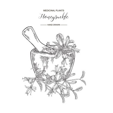 Çiçek ve ahşap harç ile Hanımeli dalı. Lonicera japonica. Tıbbi bitkiler el çizilmiş. Vektör botanik illüstrasyon. Siyah beyaz grafik.