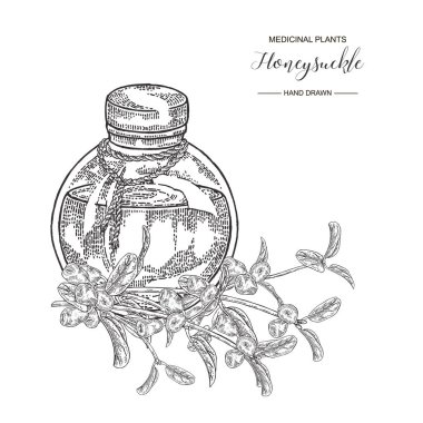 Çilek ile Hanımeli dalı. Lonicera japonica. Tıbbi bitkiler el çizilmiş. Vektör botanik illüstrasyon. Siyah beyaz grafik.